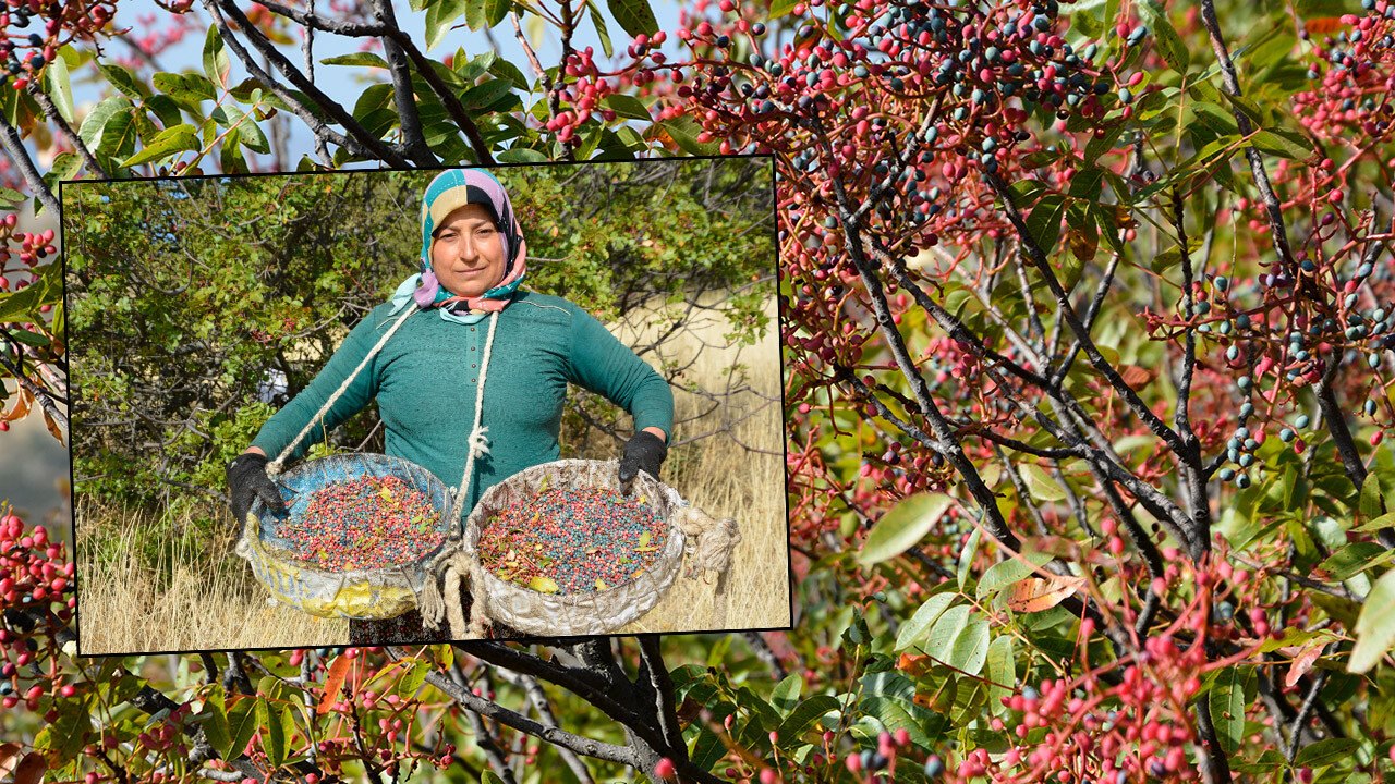 Hem çerez hem de kahve yapılıyor! Çitlembiğin kilosu belli oldu