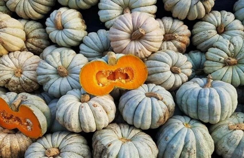 Devlet desteğiyle ürettiler, ülkenin dört bir yanına sattılar! Kestane kabağı yüz güldürüyor