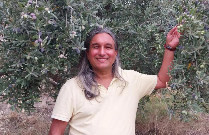 Zeytin çeşitli aşamalardan geçerek, zeytinyağına dönüşüyor.