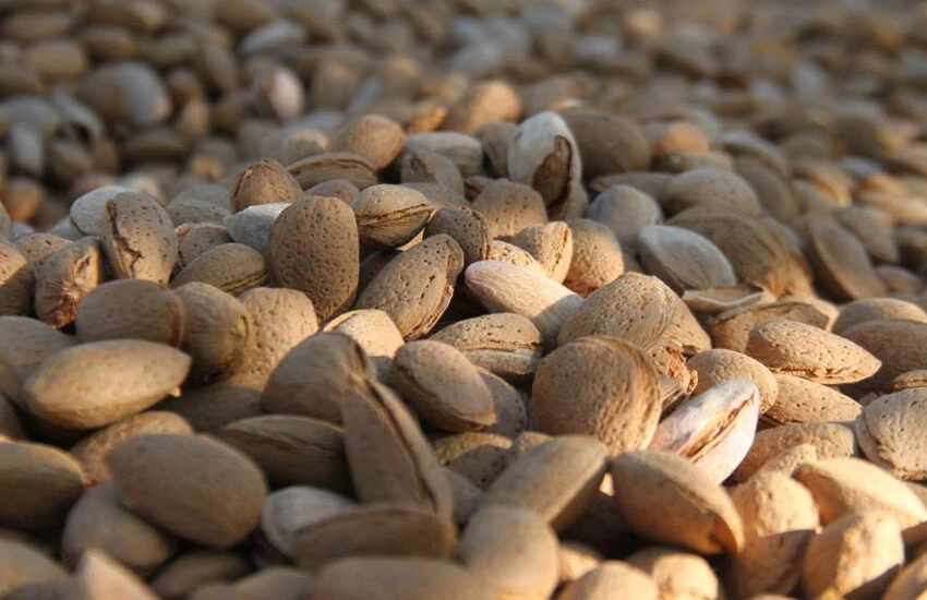 Badem üretiminde bu sene bolluk yaşanıyor.