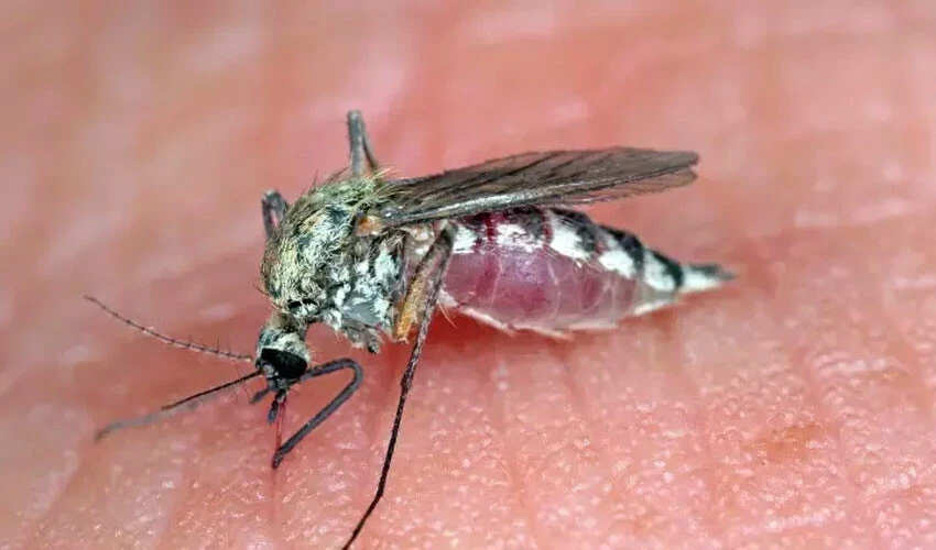 Komşuda Batı Nil virüsü alarmı! Son 1 haftada 9 kişi toplamda 19 kişi öldü