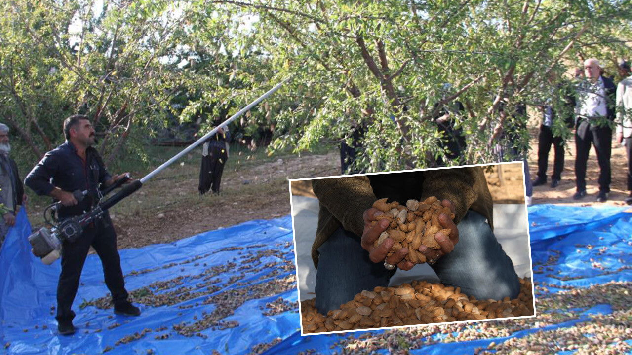 Yüzde 30 arttı! Badem üreticilerinin yüzü gülüyor: Bu sene bolluk var..