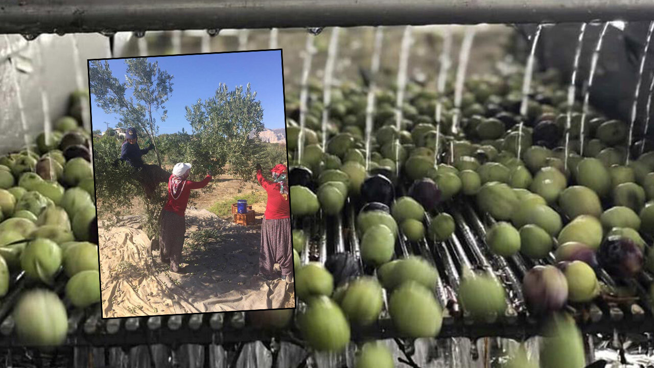 Zeytin hasadıyla zeytinyağı yolculuğu başladı! Üretici iyi para kazanacak: Fiyatlar belli oldu