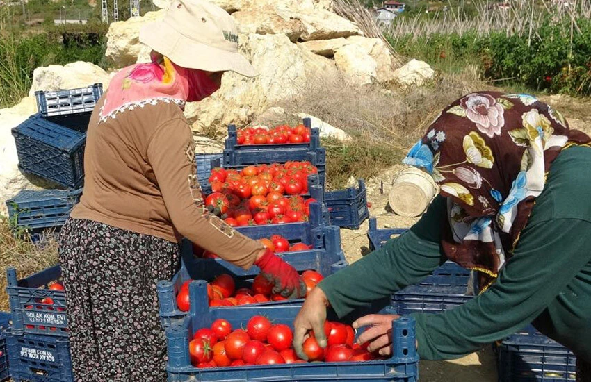 İstanbul Domateste güz hasadı yüzleri güldürdü.