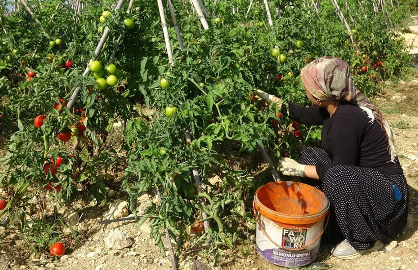 Mersin domatesi İstanbul ve Ankara başta olmak birçok yere gönderiliyor.