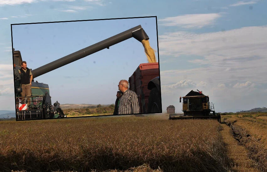 Manyas’ta çeltik hasadı başladı! Üreticinin fiyat beklentisi belli oldu