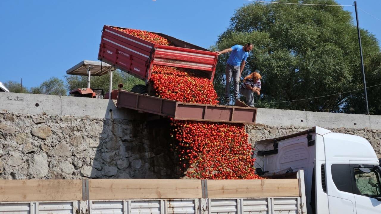 Domates üreticisi dertli! Rekolte yarı yarıya düştü: Fiyatlar dibi gördü…