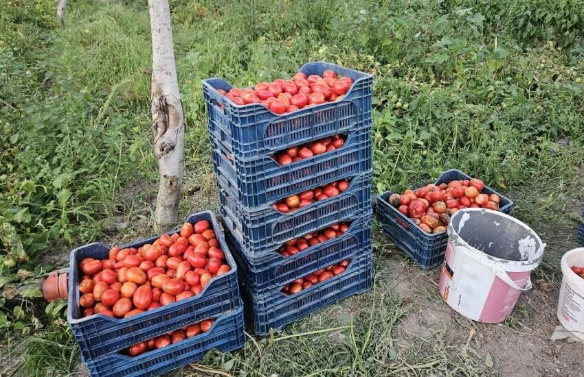Domates üreticisi dertli! Rekolte yarı yarıya düştü: Fiyatlar dibi gördü…