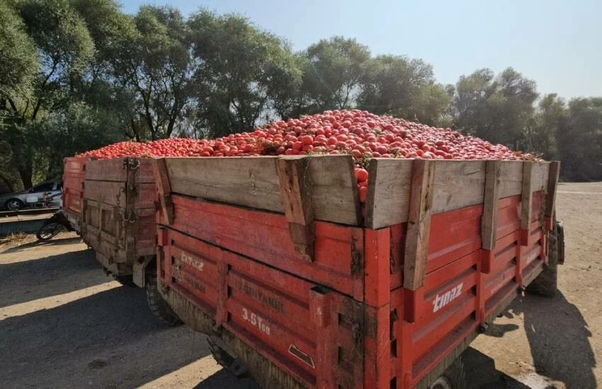 Domates üreticisi dertli! Rekolte yarı yarıya düştü: Fiyatlar dibi gördü…