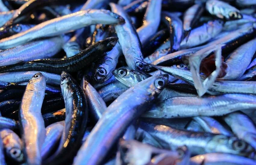 palamut Denizde <a href=