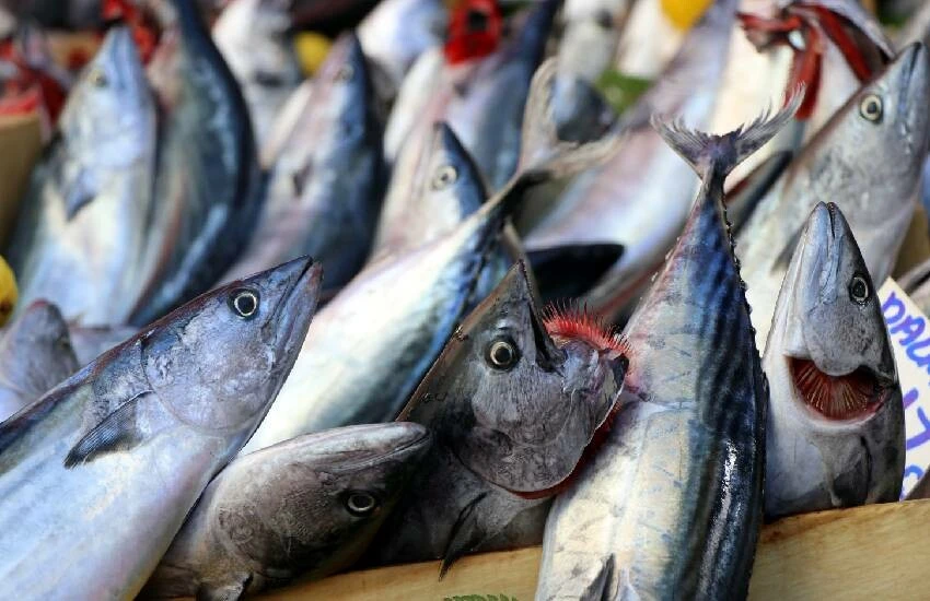 Denizde palamut kesat! Hamsi, balıkçılara can suyu oldu…