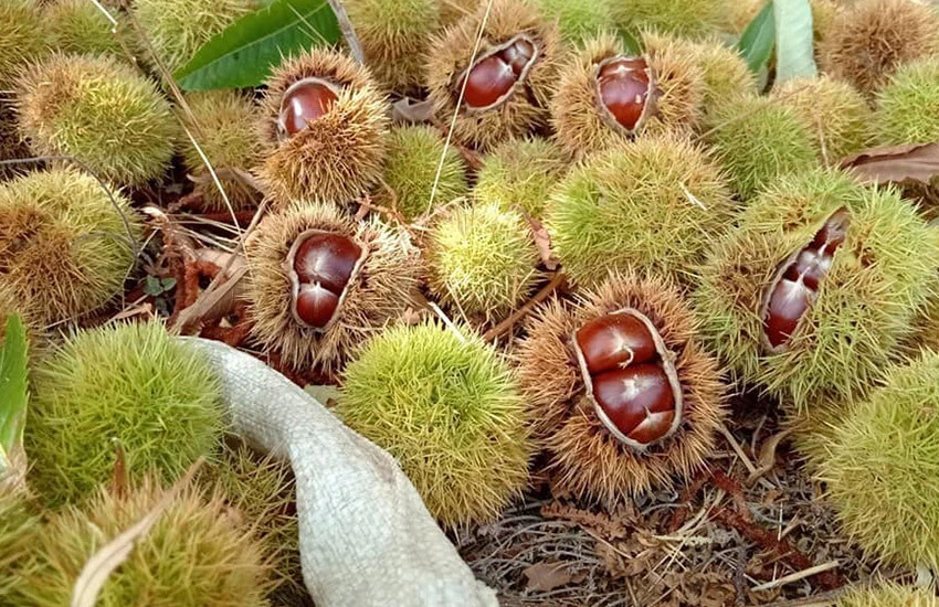 1 ay çürümesi bekleniyor! Kestane şekerinde fiyat belli oldu!