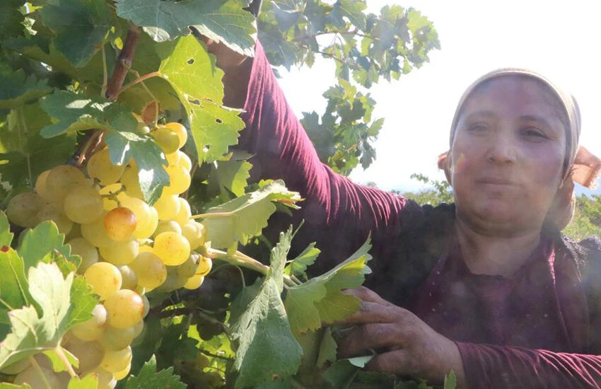 Üzüm, tarlanın 3 katı fiyatına markette alıcı buluyor.
