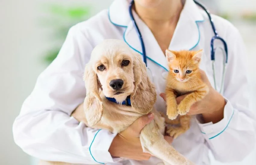 Kamu binlerce personel alacak! 7120 işçi alımı belli oldu: Ekim ayı KPSS’li KPSS’siz personel alımı detayları…