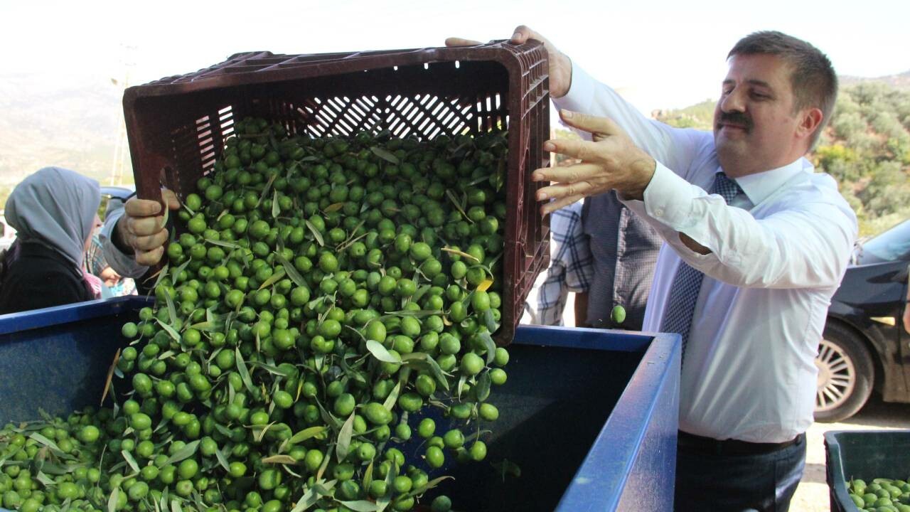 Zeytin üretiminde dünya markası! Kalitede liderliğini koruyan memleketin hasat serüveni başladı…