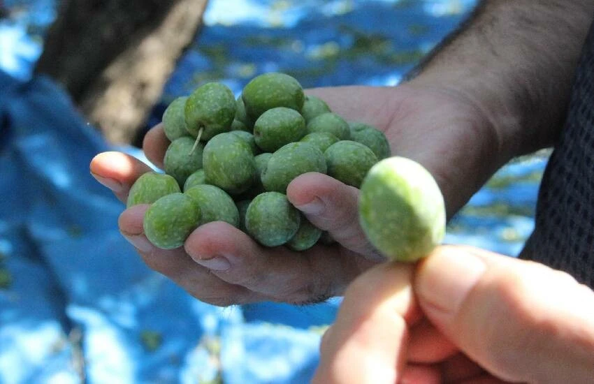 Zeytin üretiminde dünya markası! Kalitede liderliğini koruyan memleketin hasat serüveni başladı…