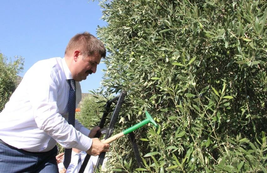 Zeytin üretiminde dünya markası! Kalitede liderliğini koruyan memleketin hasat serüveni başladı…