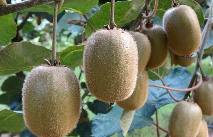 Kahverengi kokarca mahsulü talan etti, fiyatlar fırladı! Tanesi 20 lira…