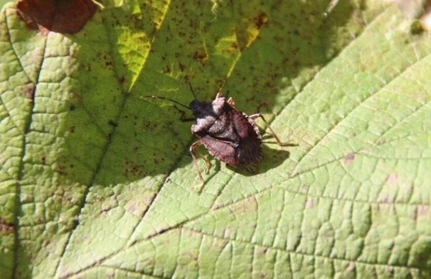 Kahverengi kokarca mahsulü talan etti, fiyatlar fırladı! Tanesi 20 lira…