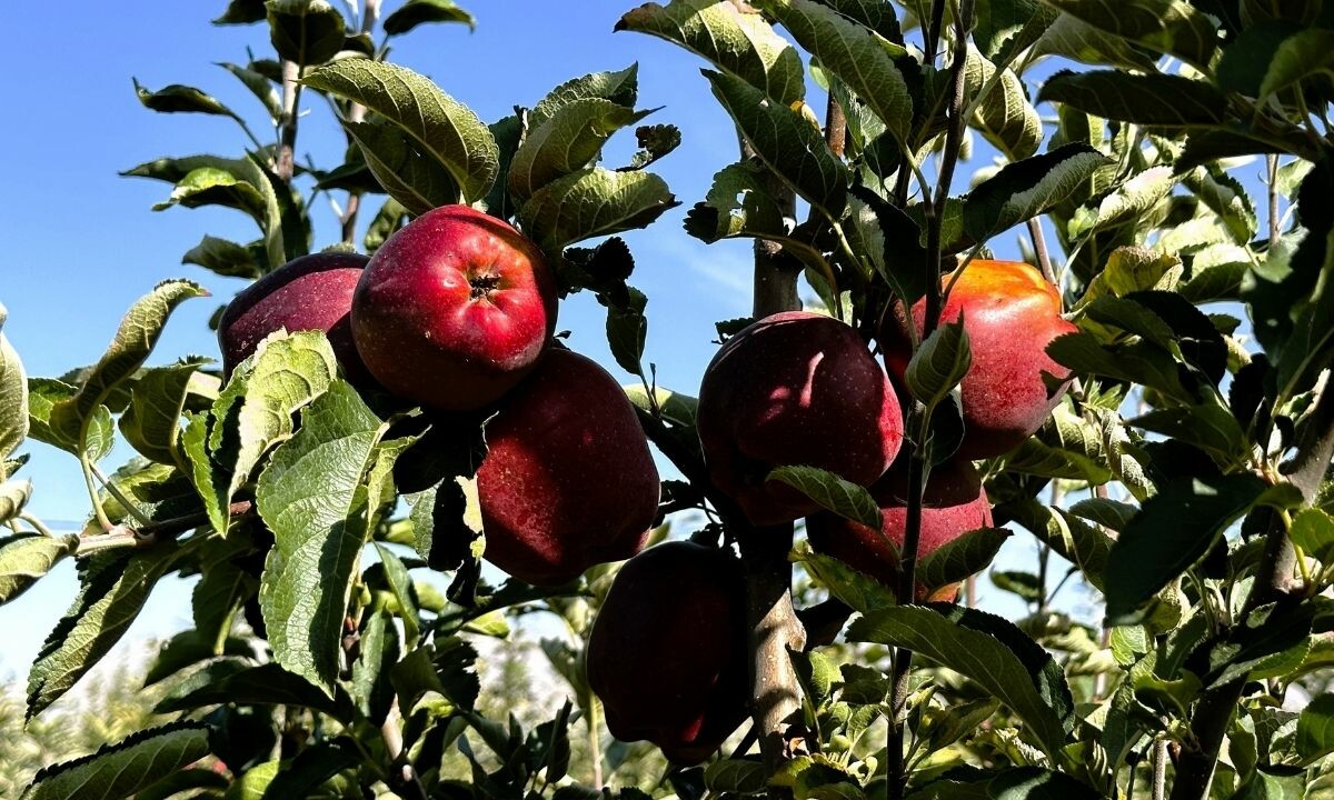 Çiftçi market makası açıldı! Tarladan sofraya gelene kadar katlanıyor, 5 lira olan elma 30 liraya kadar çıkıyor