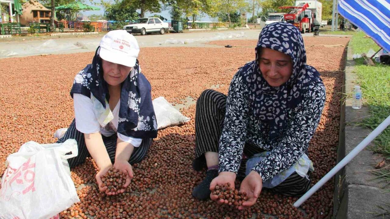 Rekolte düşük, talep haddinden fazla… Fındık fiyatları uçuşa geçti: Kilosu 125 lirayı görecek!