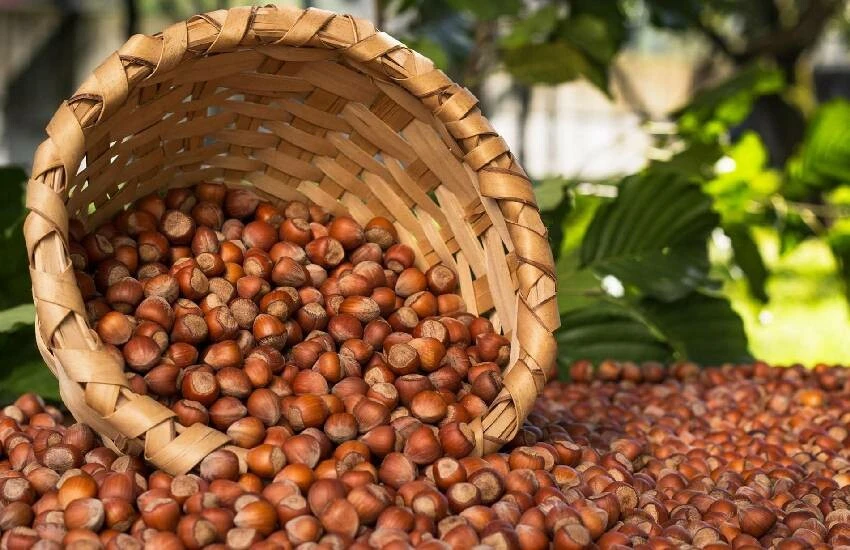 Rekolte düşük, talep haddinden fazla… Fındık fiyatları uçuşa geçti: Kilosu 125 lirayı görecek!