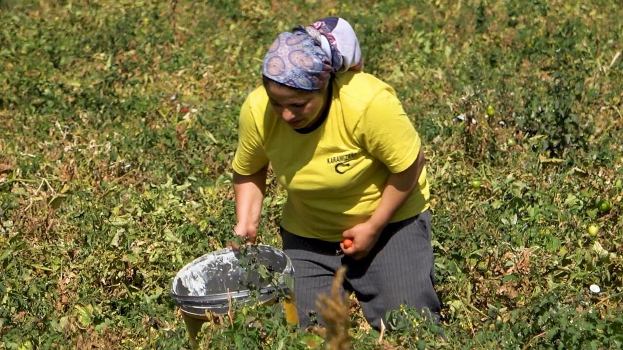 Çöpe atanlara ders olsun! Çiftçi tarlasından kalan mahsulü bedava dağıttı…