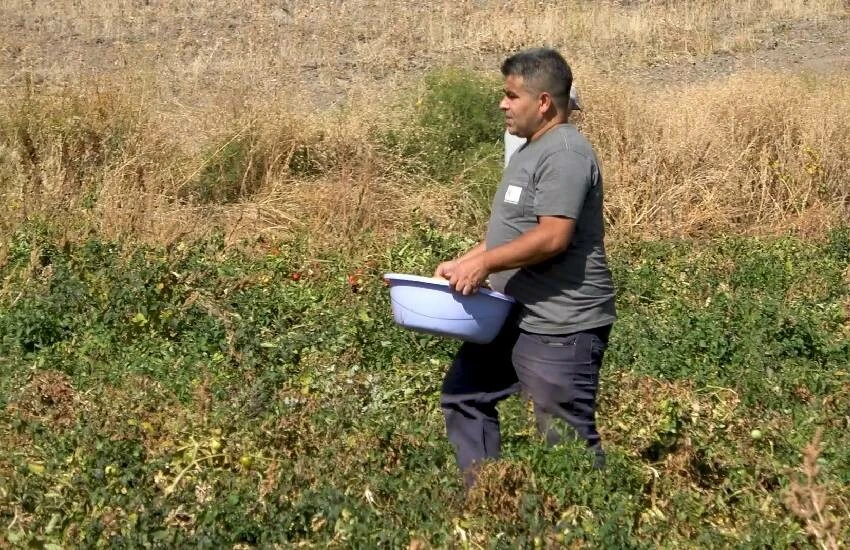 Çöpe atanlara ders olsun! Çiftçi tarlasından kalan mahsulü bedava dağıttı…