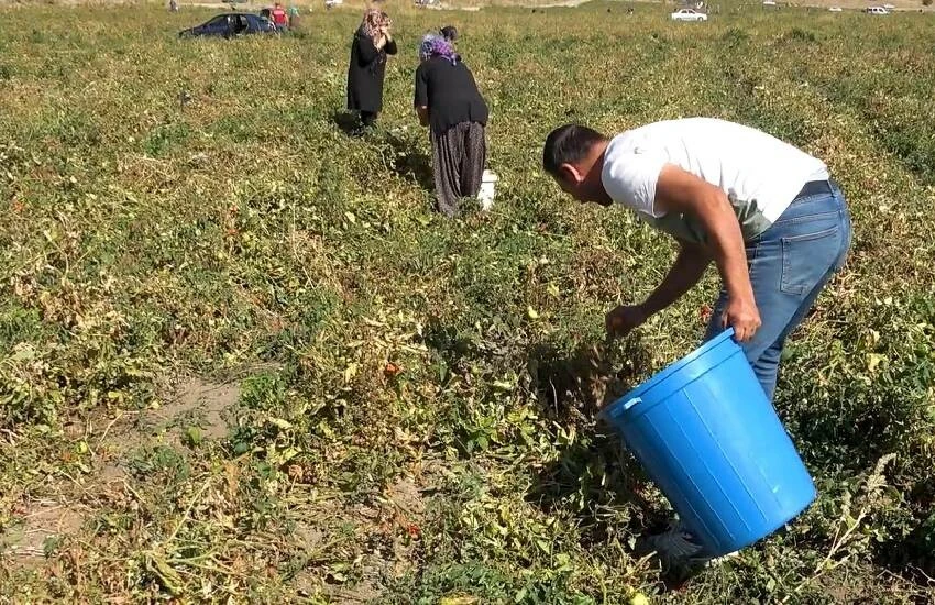 Çöpe atanlara ders olsun! Çiftçi tarlasından kalan mahsulü bedava dağıttı…