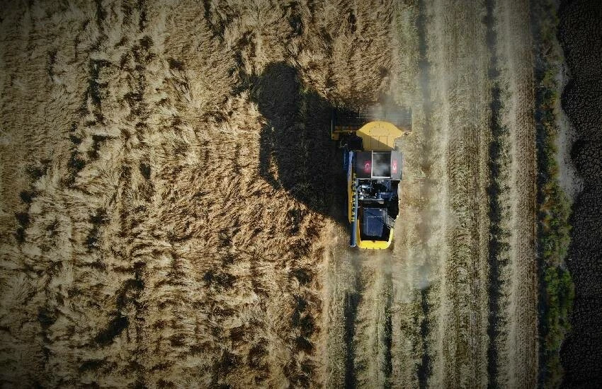 Tahıl ambarında üretime cücelik virüsü uyarısı: Bu sezon hububat tehlikeye girebilir!