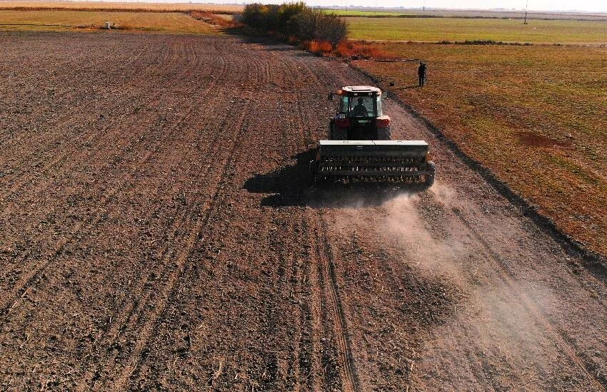Tahıl ambarında üretime cücelik virüsü uyarısı: Bu sezon hububat tehlikeye girebilir!