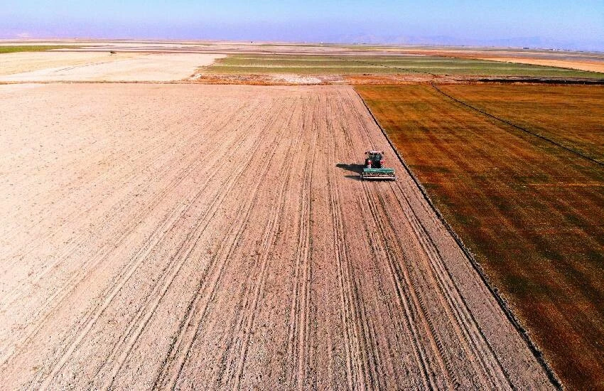 Tahıl ambarında üretime cücelik virüsü uyarısı: Bu sezon hububat tehlikeye girebilir!