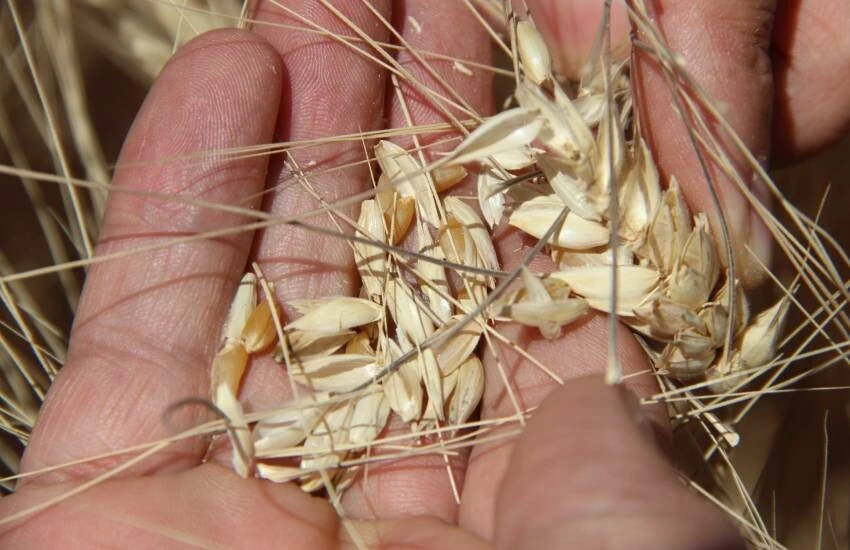 Tahıl ambarında üretime cücelik virüsü uyarısı: Bu sezon hububat tehlikeye girebilir!