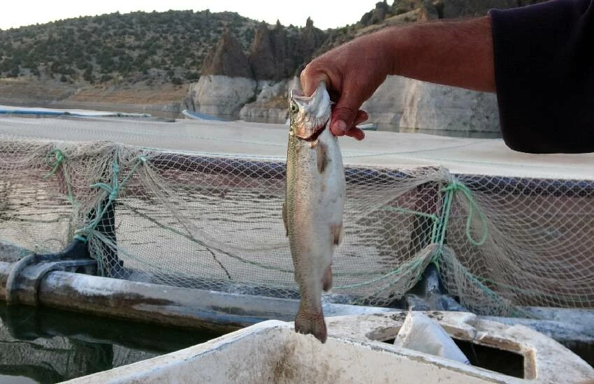 Arazisi sular altında kaldı, baraja kurduğu kafesle bozkırın ortasında balık yetiştirdi!