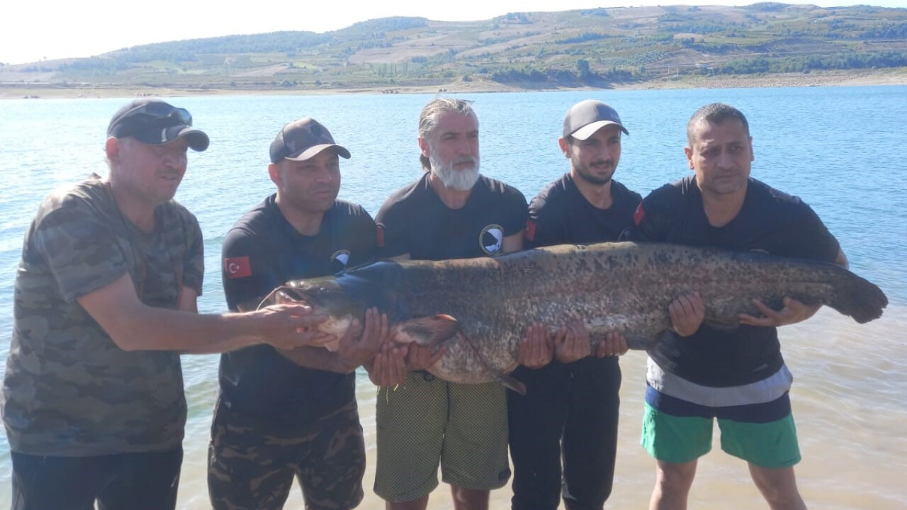 Bilecik&#039;te oltaya takıldı... Bir insan boyunda, 48 kilo ağırlığında!