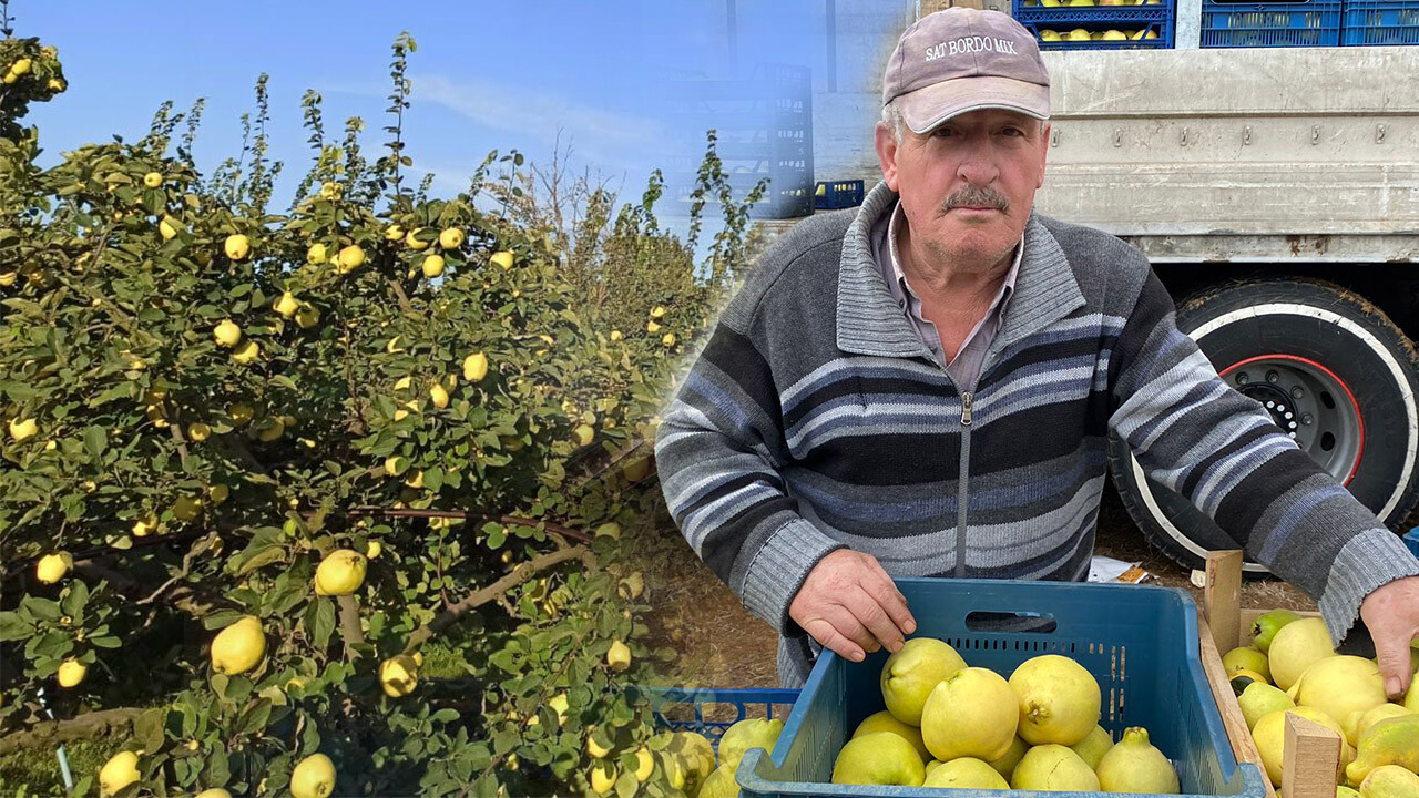 Tarlada 10, Markette 50 lira... Ayva üreticisinin en dertli yılı: Zararına topluyoruz