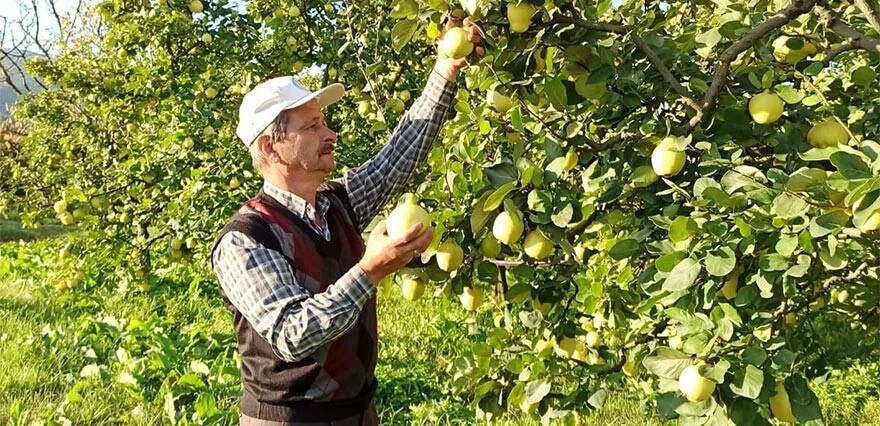 Tarlada 10, Markette 50 lira... Ayva üreticisinin en dertli yılı: Zararına topluyoruz