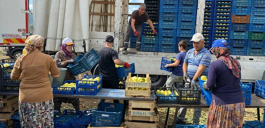 Tarlada 10, Markette 50 lira... Ayva üreticisinin en dertli yılı: Zararına topluyoruz