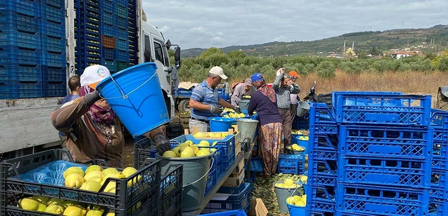 Tarlada 10, Markette 50 lira... Ayva üreticisinin en dertli yılı: Zararına topluyoruz