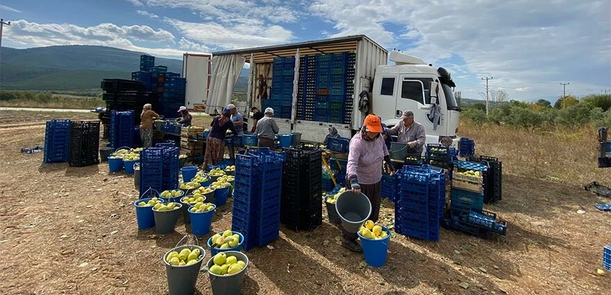 Tarlada 10, Markette 50 lira... Ayva üreticisinin en dertli yılı: Zararına topluyoruz