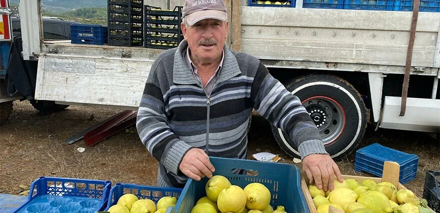Tarlada 10, Markette 50 lira... Ayva üreticisinin en dertli yılı: Zararına topluyoruz