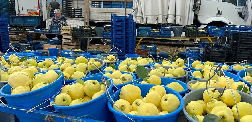 Tarlada 10, Markette 50 lira... Ayva üreticisinin en dertli yılı: Zararına topluyoruz