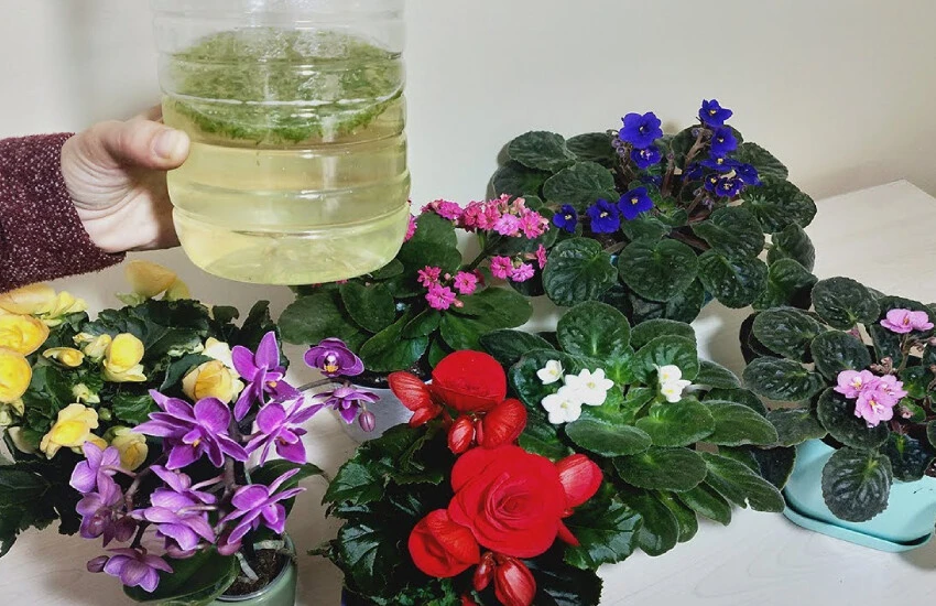 Namı çiçek coşturan! Bir bardak dökmek yetiyor, odayı Amazon ormanlarına çeviriyor...