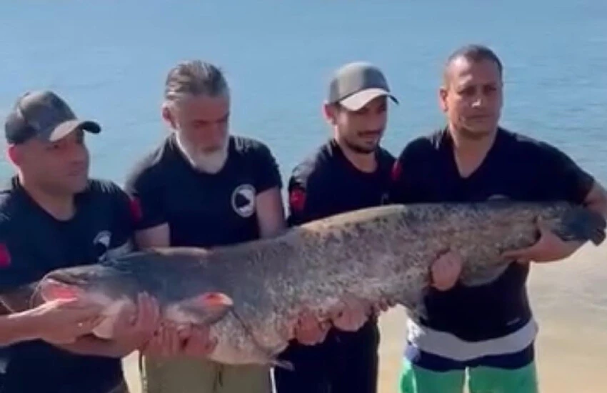 Bilecik'te oltaya takıldı... Bir insan boyunda, 48 kilo ağırlığında!