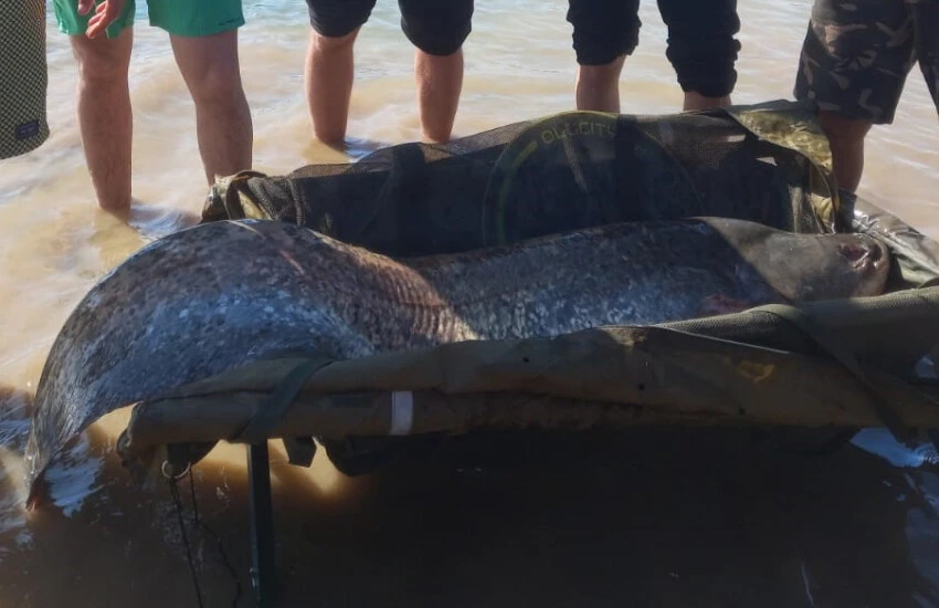 Bilecik'te oltaya takıldı... Bir insan boyunda, 48 kilo ağırlığında!