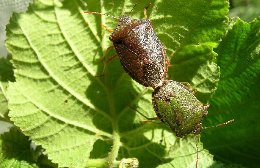 Kahverengi kokarca alarmı devam ediyor! Birçok bahçeyi talan etti, şimdi sıra fındıkta…