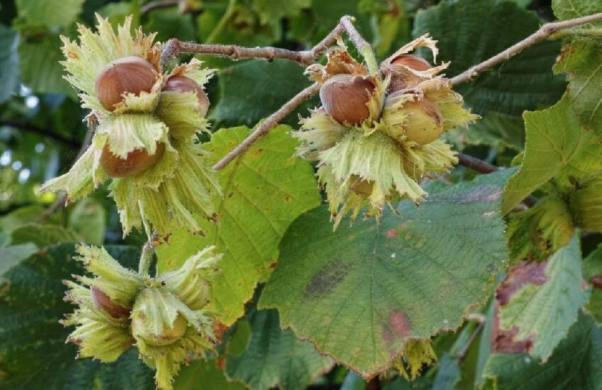 Kahverengi kokarca alarmı devam ediyor! Birçok bahçeyi talan etti, şimdi sıra fındıkta…