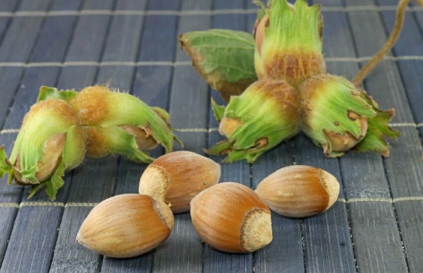 Kahverengi kokarca alarmı devam ediyor! Birçok bahçeyi talan etti, şimdi sıra fındıkta…