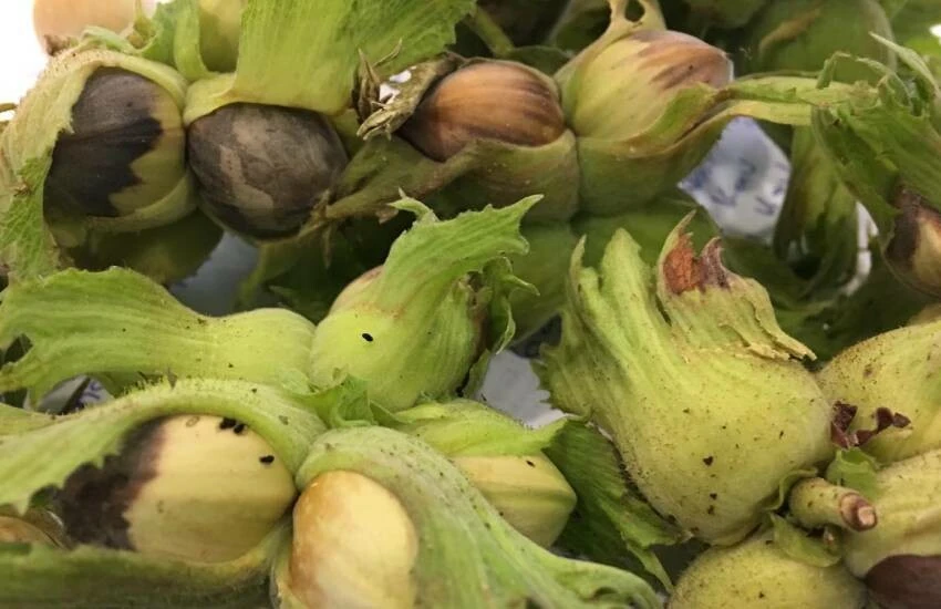 Kahverengi kokarca alarmı devam ediyor! Birçok bahçeyi talan etti, şimdi sıra fındıkta…