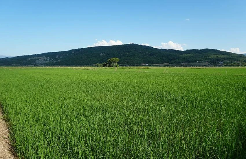 Dünya markası Osmancık pirincinin hasadında finale gelindi! Tarlalar yeşilin bin bir tonuna büründü…